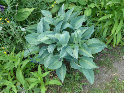 2021-06-07 Hosta 'Erotica' 1.jpg