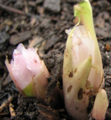 06.01.08-6641_H.thibetanus_Knospe.JPG