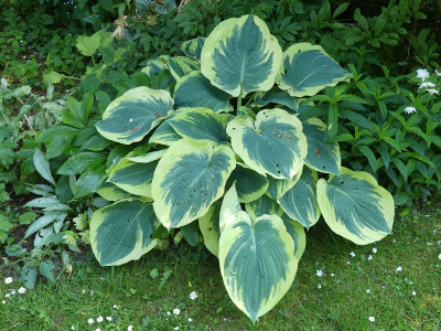 2021-06-07 Hosta 'American Halo' 1.jpg