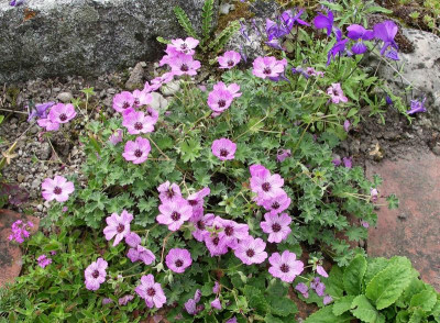Geranium Ballerina 07.06.21.JPG
