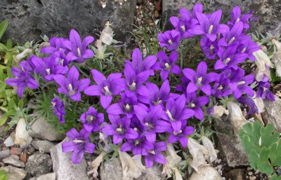 Edraianthus 07.06.21.JPG