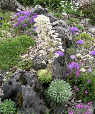 Saxifraga longifolia 07.06.21.JPG