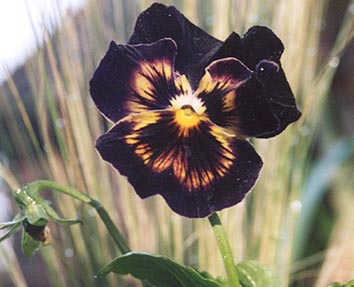 black_violet.jpg