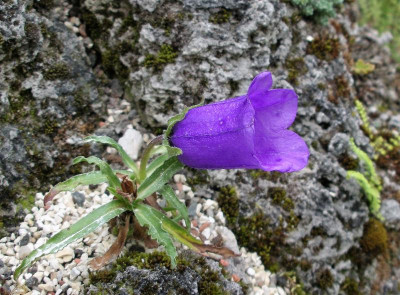 Campanula alpestris 07.06.21.JPG