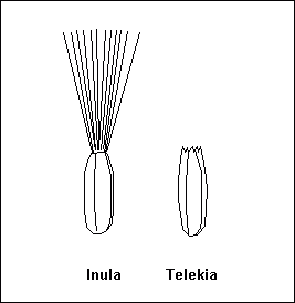 Inula_und_Telekia__Fruchte.gif
