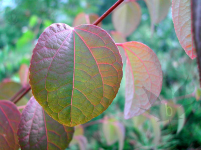 cercidiphyllum_japonicum_04.jpg