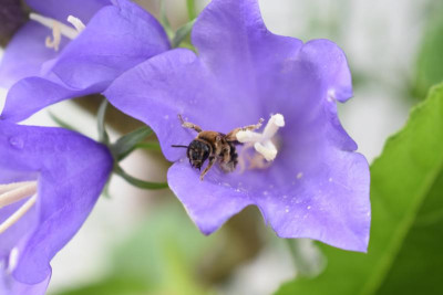 Wildbiene 003.JPG