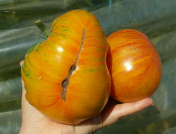 545_v_Giant_green_Zebra.jpg