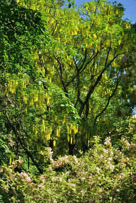 laburnum.jpg