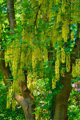 laburnum2.jpg