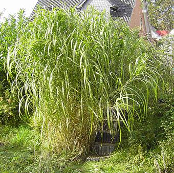Miscanthus_3-k.jpg
