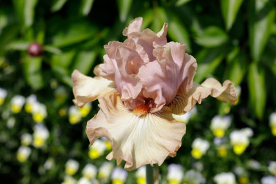 Venus Blush 2021.jpg