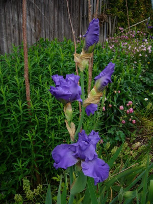 P1050614blue temptation.JPG
