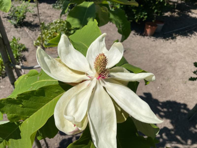 Magnolia tripetala x obovata Juni 2021.jpg