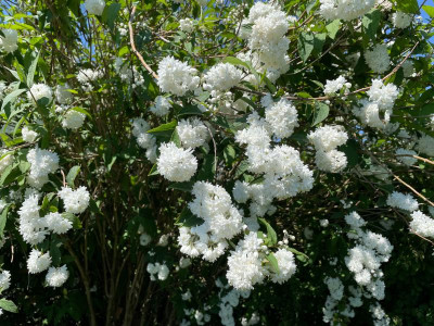 Deutzia magnifica Juni 2021.jpg