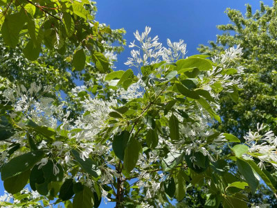 Chionanthus retusus Juni 2021.jpg