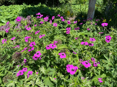 Geranium psilostemon Juni 2021.jpg