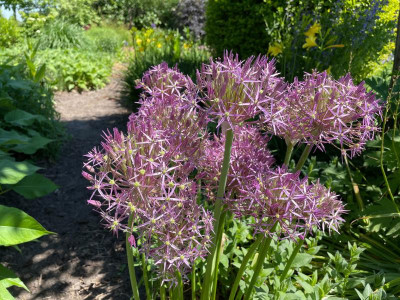 Allium christophii Juni 2021.jpg