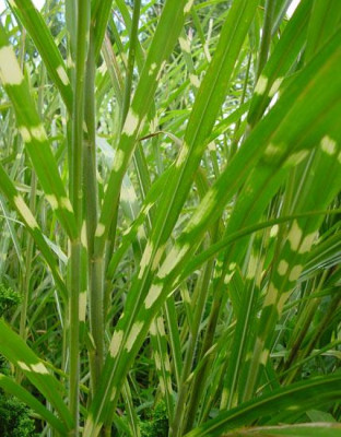 Miscanthus_zebrinus_detail.jpg