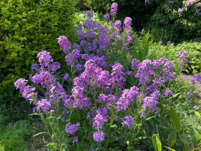 Hesperis matronalis Juni 2021.jpg