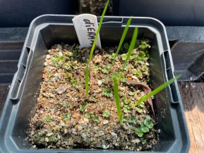 Dierama pulcherrimum Germination Juni 2021.jpg