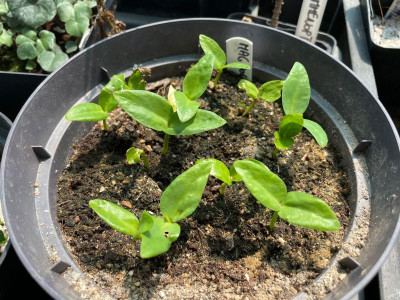 Magnolia tripetala Germination Juni 2021.jpg