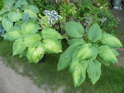 2021-06-08 Hosta 1.jpg
