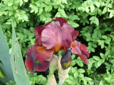 2021-06-08 Iris 3.jpg