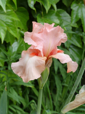 2021-06-08 Iris 1.jpg