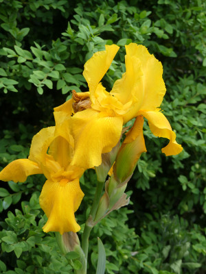 2021-06-08 Iris 2.jpg