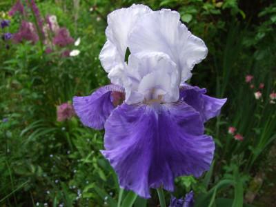 2021_03097AnfangJuni210007.JPG