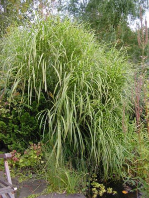 Miscanthus_zebrinus_gesamt.jpg