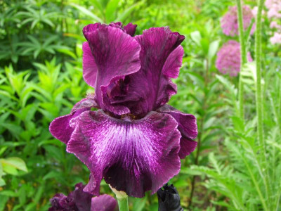 2021_03097AnfangJuni210016.JPG