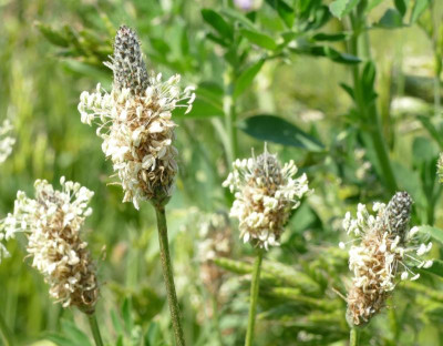 Plantago_P1020443_B.jpg