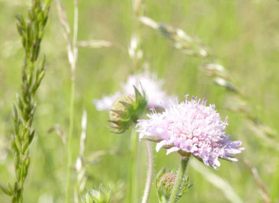 Knautia_arvensis_P1020432_B.jpg