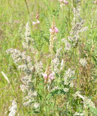 Esparsette_P1020441_B.jpg