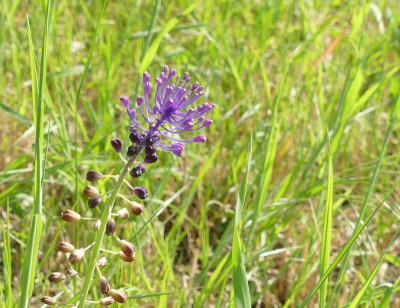 Muscari_comosum_P1020463_B.jpg