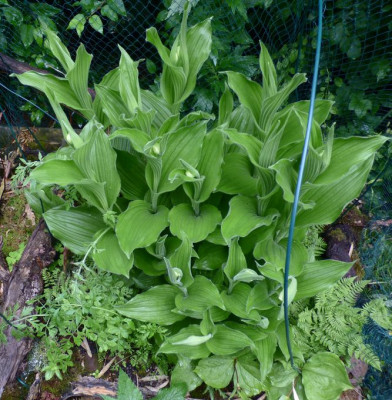Orchideensalat.jpg