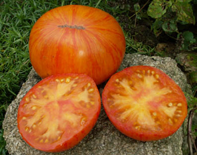 624_v_Tomate_Beauty_King.jpg