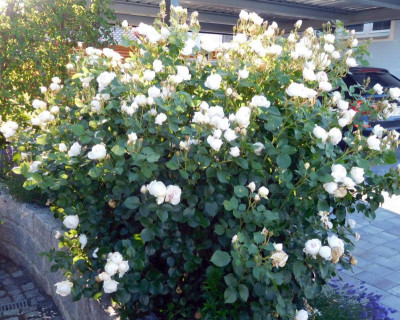DSCN0765.JPG