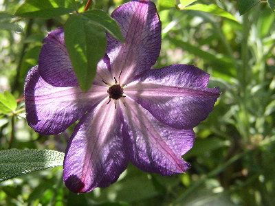 Clematis22.jpg