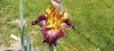 20210609_114111.jpg