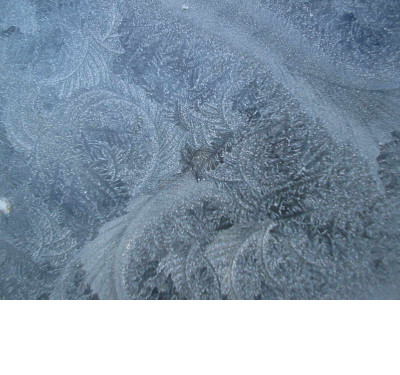 Eisblumen_08.01.08_3.jpg