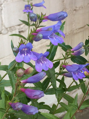 2021-06-09 Penstemon Catherine de la Mare2.JPG
