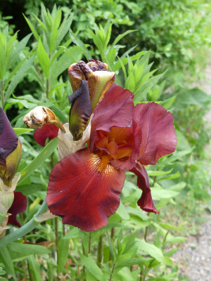 2021-06-08 Iris 2.jpg
