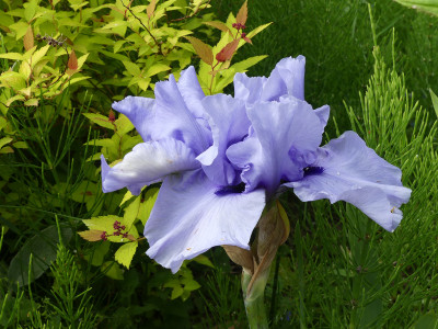 2021-06-09 Iris 'Codicil'.jpg