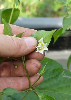 2021-06-09 Chili.jpg