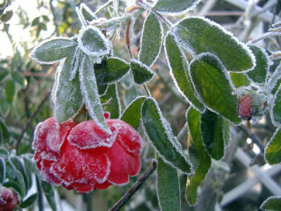 climbing_orange_morsdag.jpg