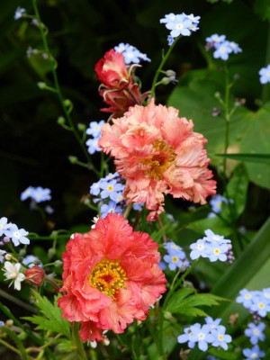 Bohema Pink 2021-06-02.JPG