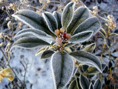 ilex_raureif.jpg